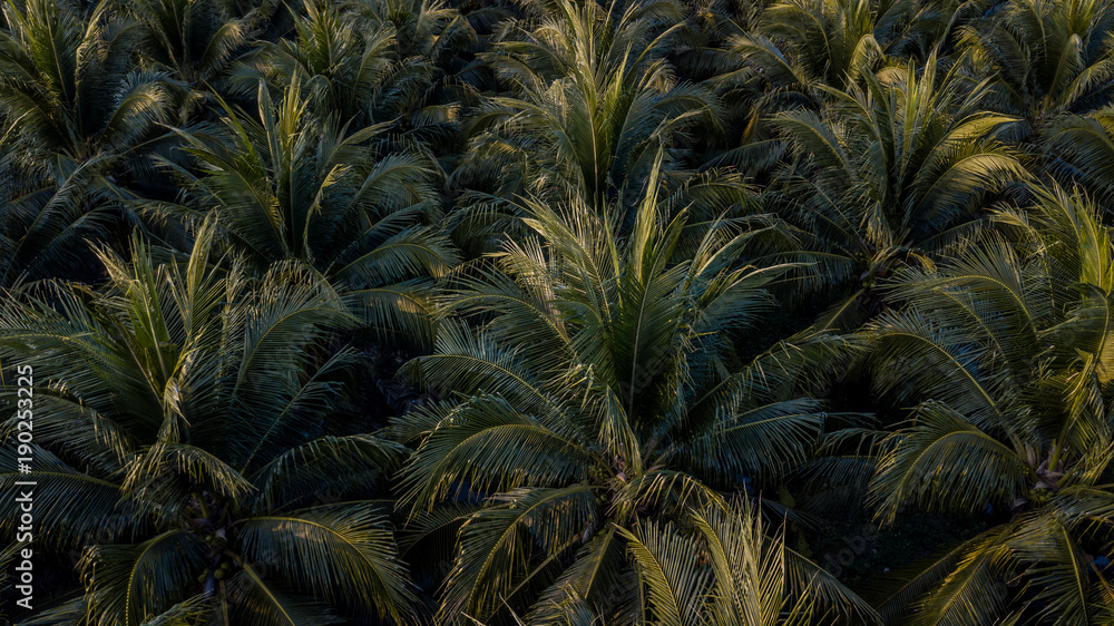 Aerial view on plantation of coconut trees, Thailand