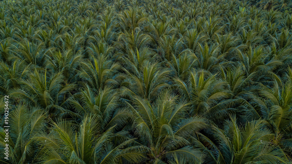 Aerial view on plantation of coconut trees, Thailand