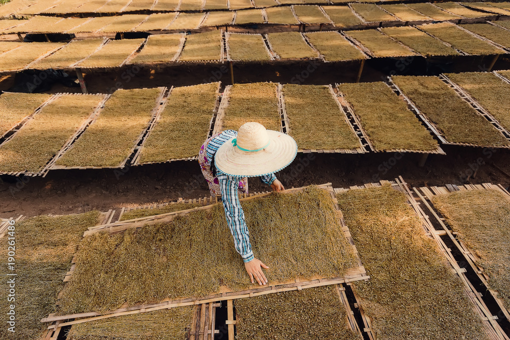 Asia Farmer working on a tobacco farm at countryside.