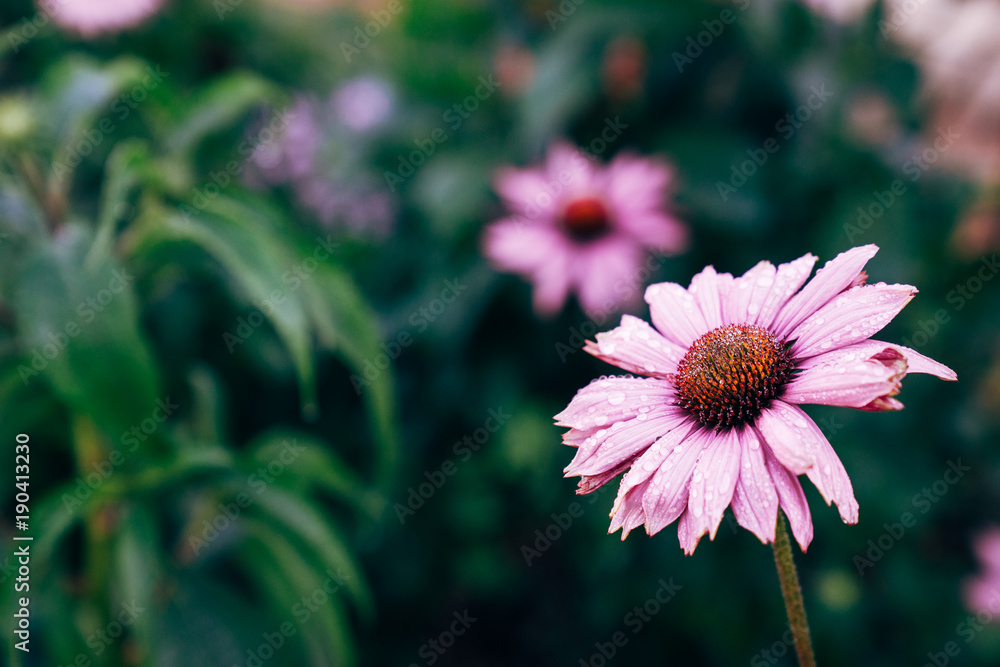 花园里的粉色雏菊。