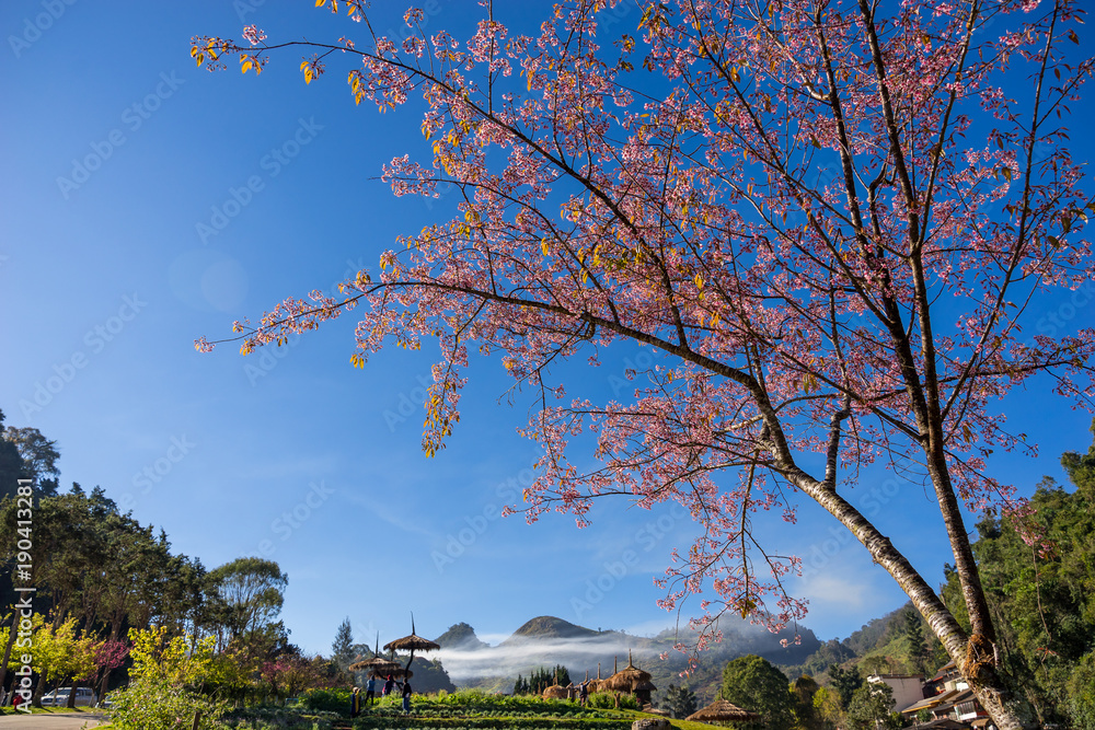 Prunus cerasoides blossoms or Thai cherry blossoms are in full bloom in winter in the North side of 