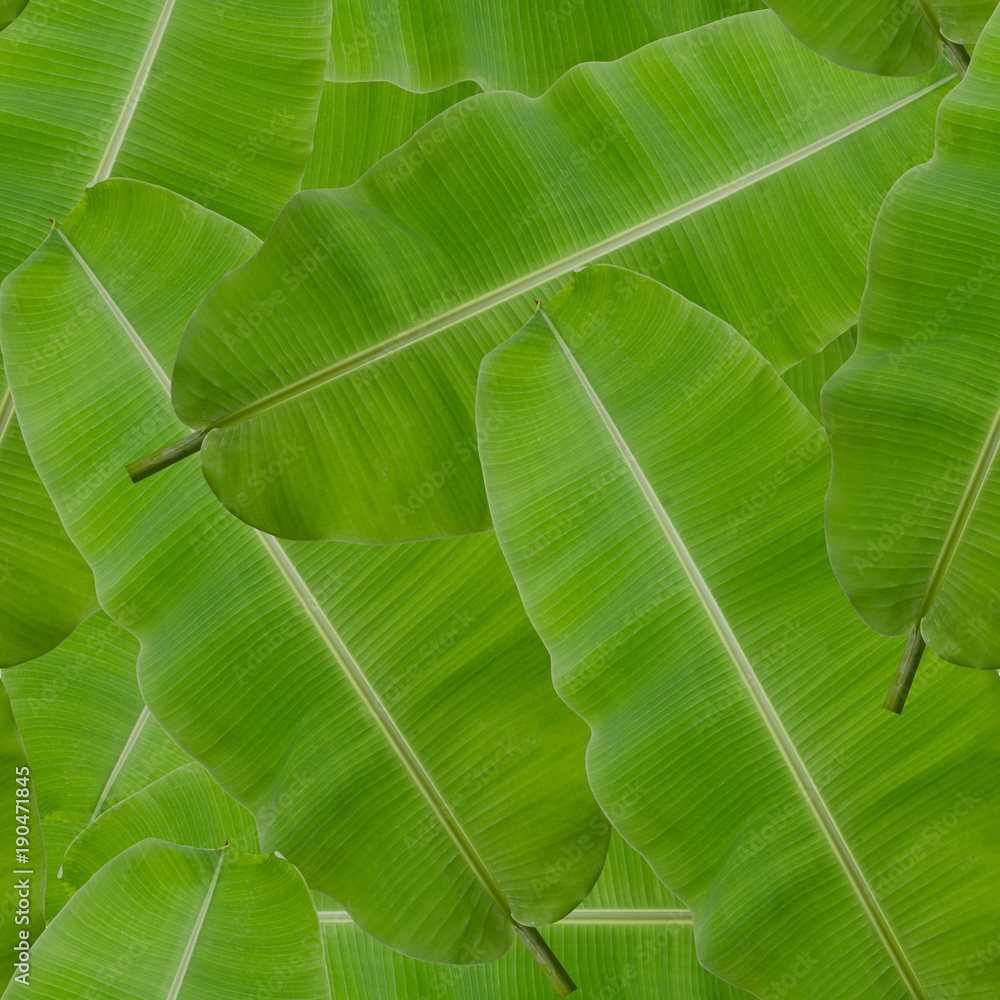 seamless pattern background of green banana leaf