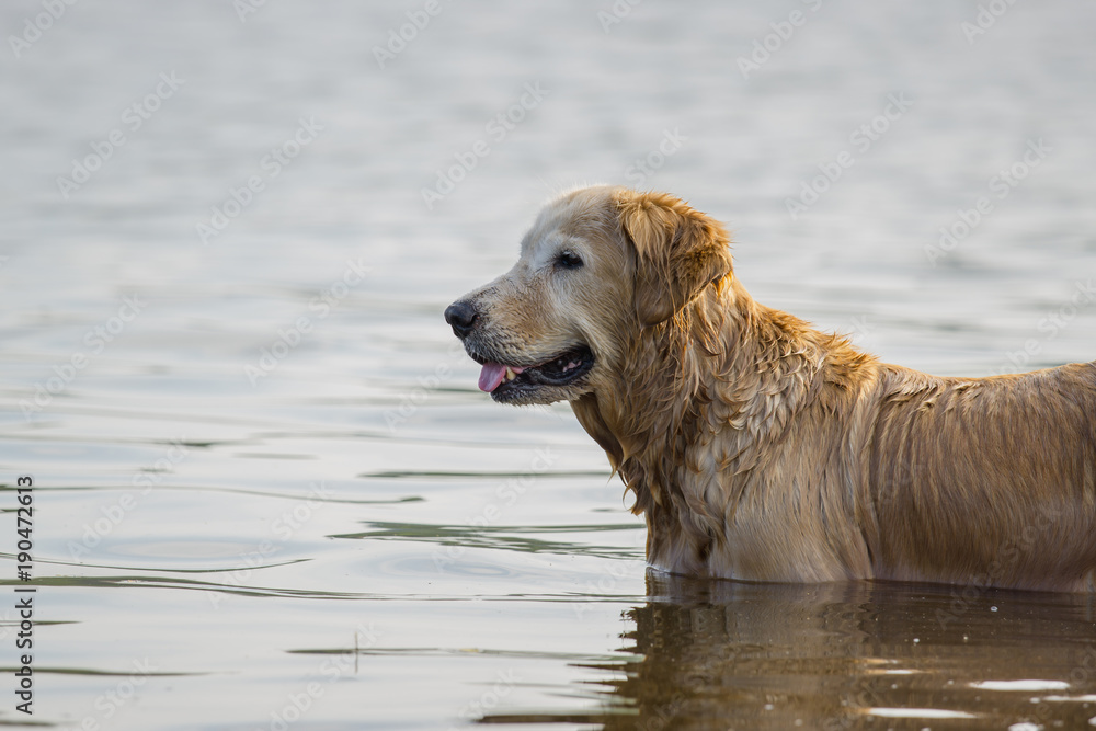 水中金毛寻回犬