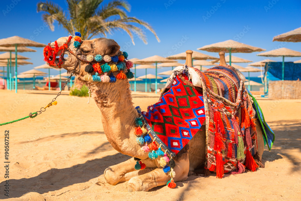 Camel resting in shadow on the beach of Hurghada, Egypt