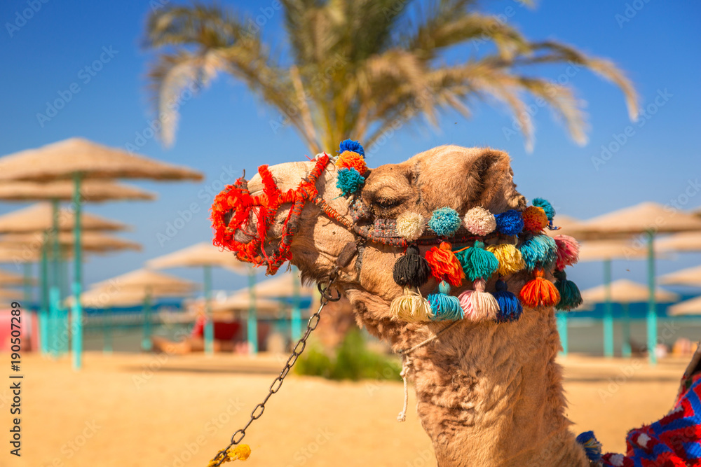 Camel resting in shadow on the beach of Hurghada, Egypt