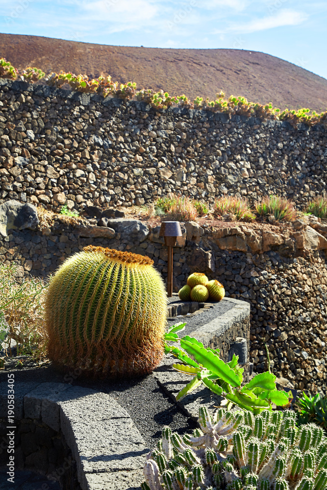 Cactus garden Jardin de Cactus in Lanzarote Island