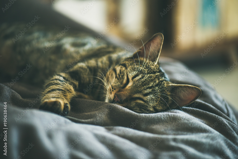 Cute adult grey domestic cat sleeping on the coach at home