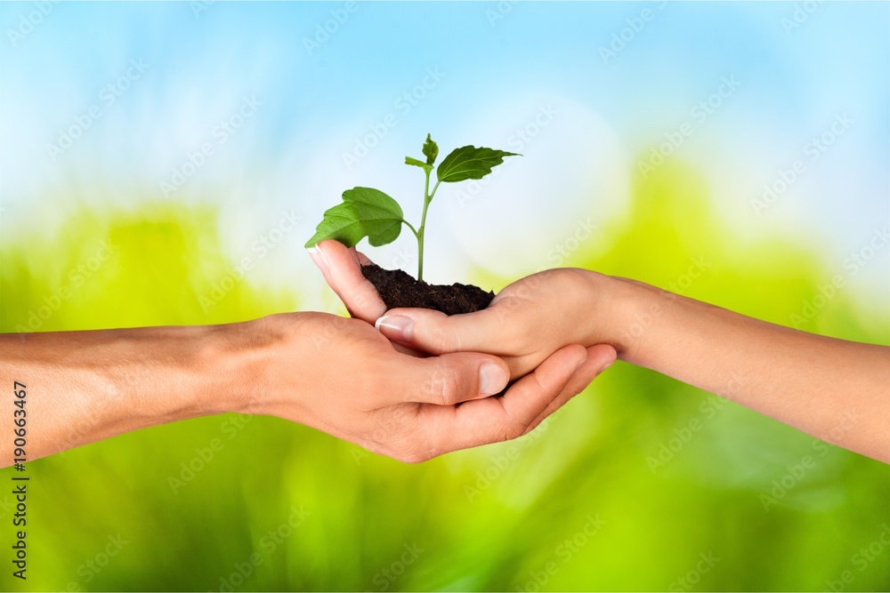 Green Growing Plant in Hands