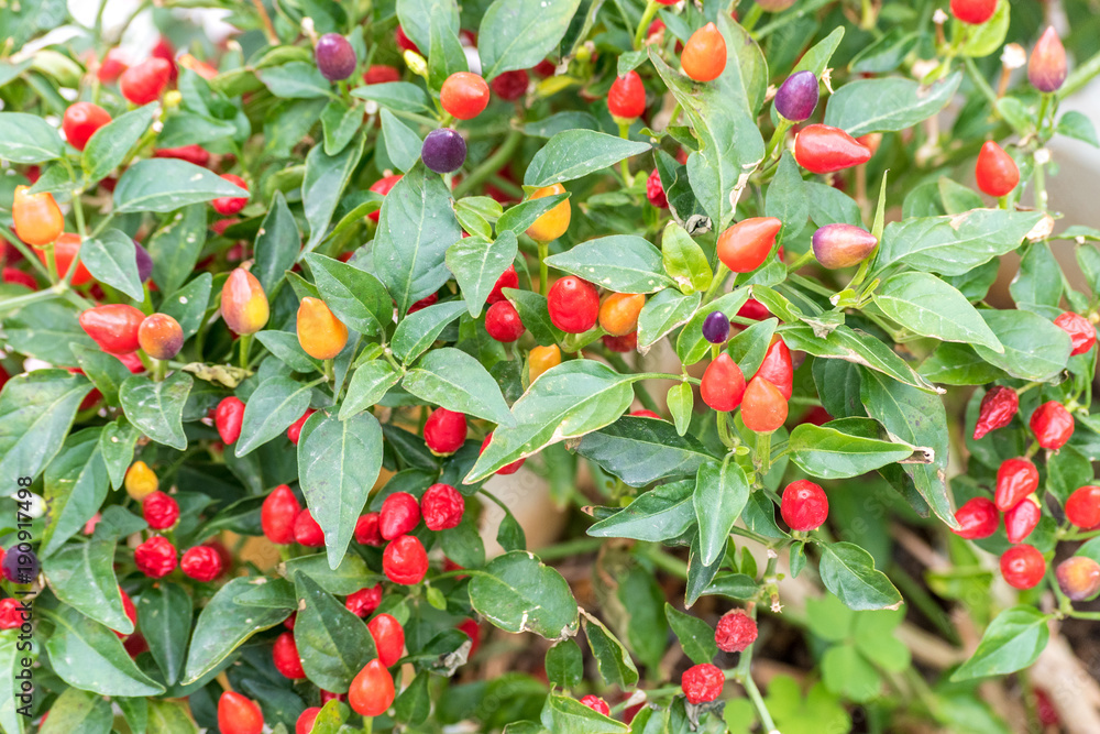 Small red peppers growing on a tree outdoors in a garden. Close-up.