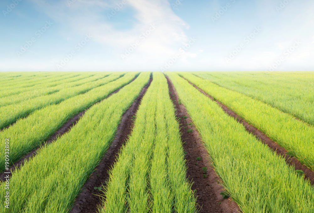 Rows on the field. Agricultural landscape in the summer time..