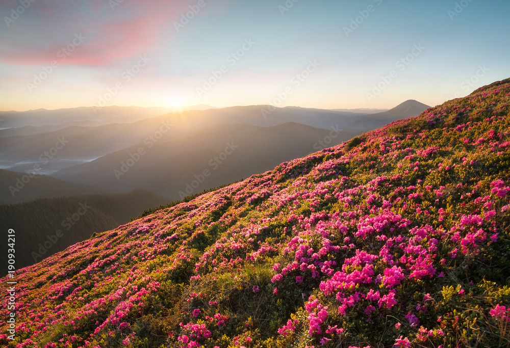 日出时在山上开花。夏季自然景观美丽