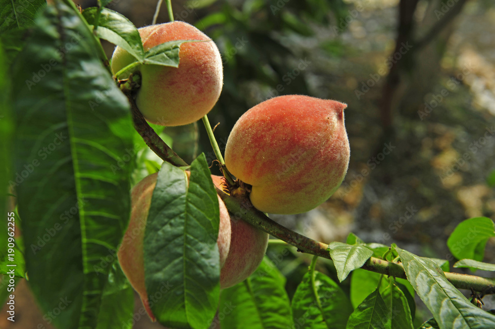 Ripe peaches hanging in a tree