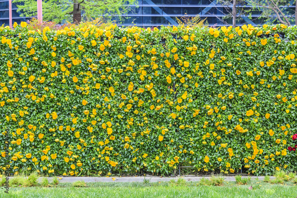 Flower plant wall