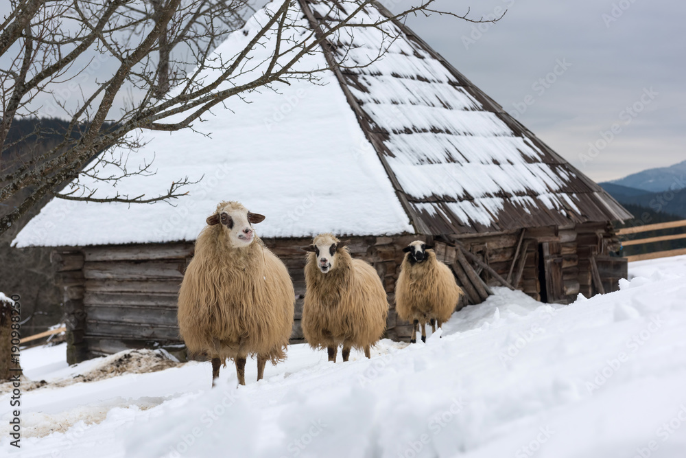 Sheep in winter time