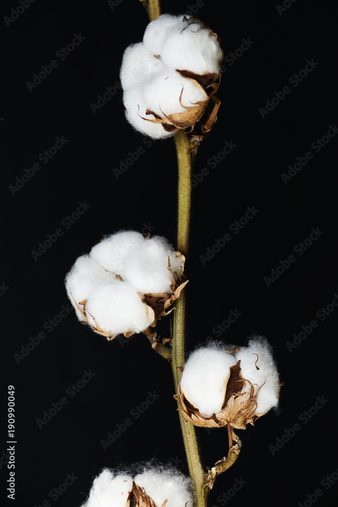 Closeup of cotton plant