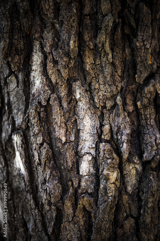 Closeup of bark texture