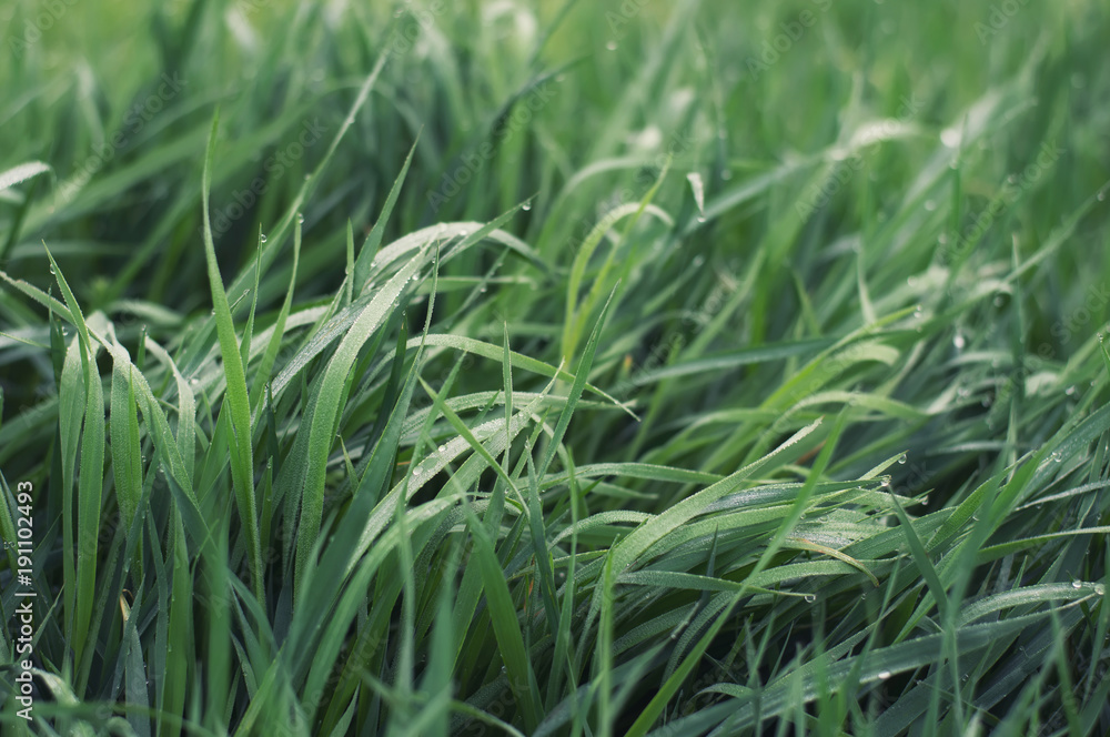 Grass on the field as a background. Agricultural composition in the summer time