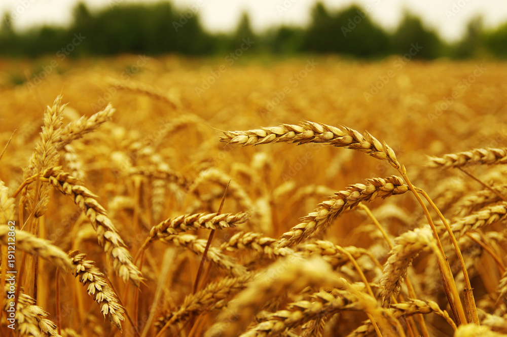  ears of wheat