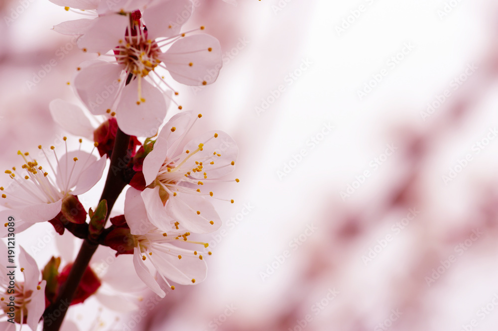 Branch with blossoms