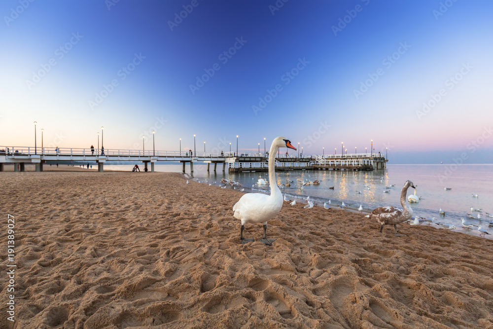 Swans at the Pier in at Baltic Sea at dusk, Poland