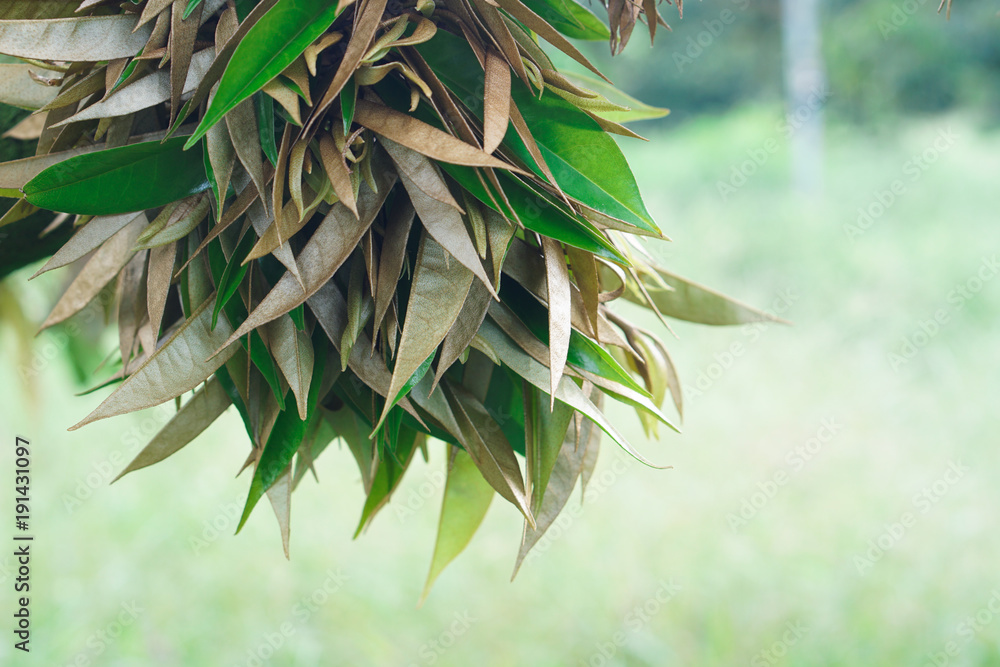 durian leaf background.Selective focus.