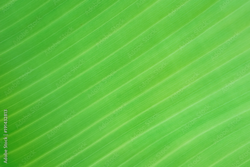 Texture background of backlight fresh green banana Leaf.Vignette effect.