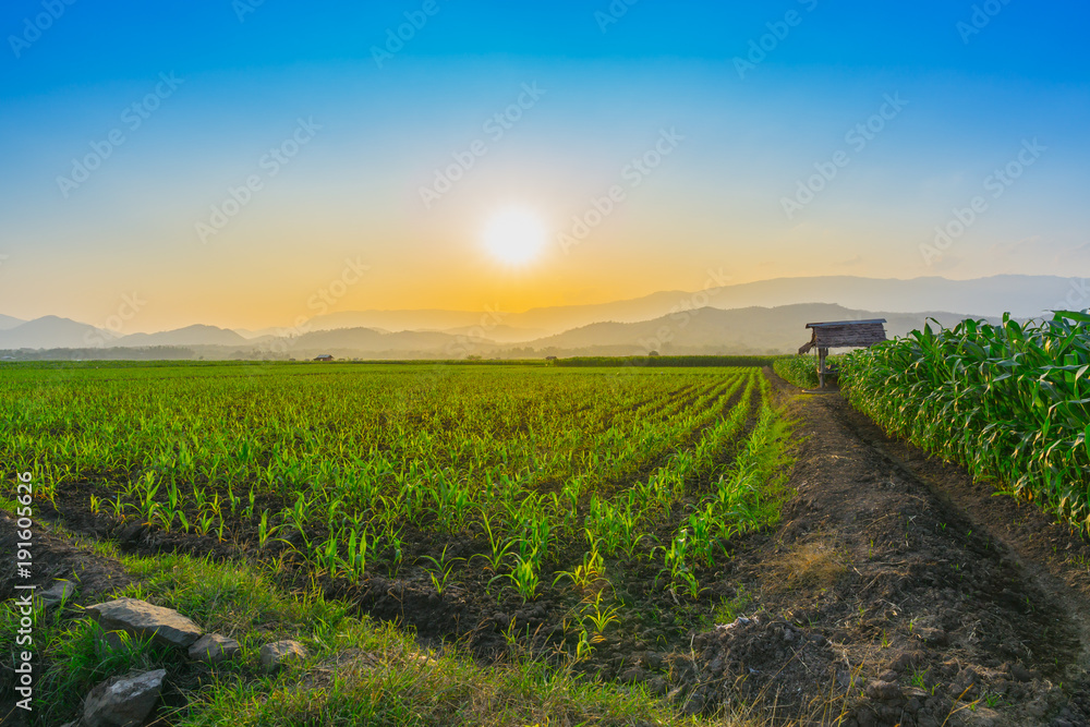 Landscape of young green corn field at Thailand agricultural garden and light shines sunset in the e