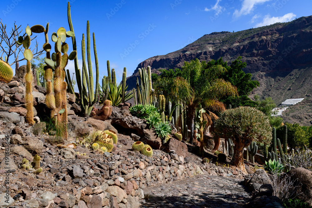 大加那利岛Cactualdea公园