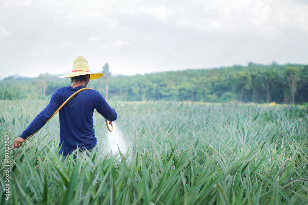 .农民在菠萝果地里喷洒作物，男子在花园里喷洒菠萝