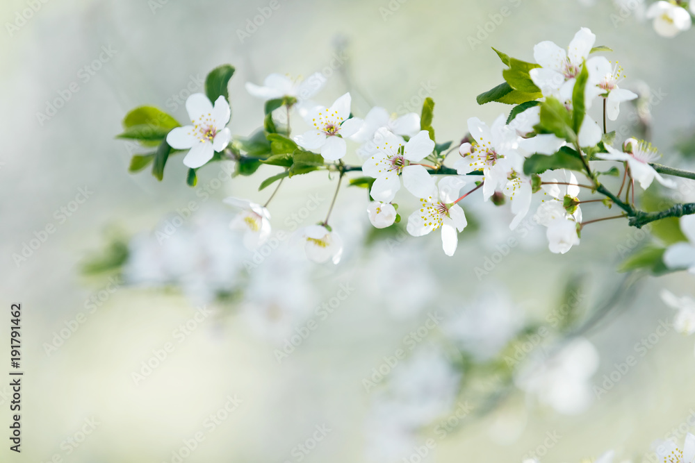 Spring tree blossom