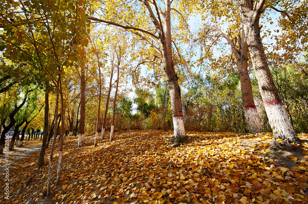 The autumn fallen leaves in the park.