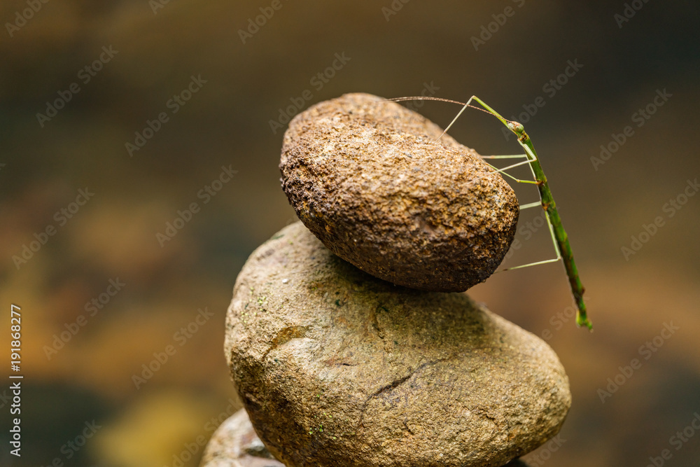 一只绿色的棍子虫站在黄金海岸腹地的岩石堆上。禅意十足的岩石堆