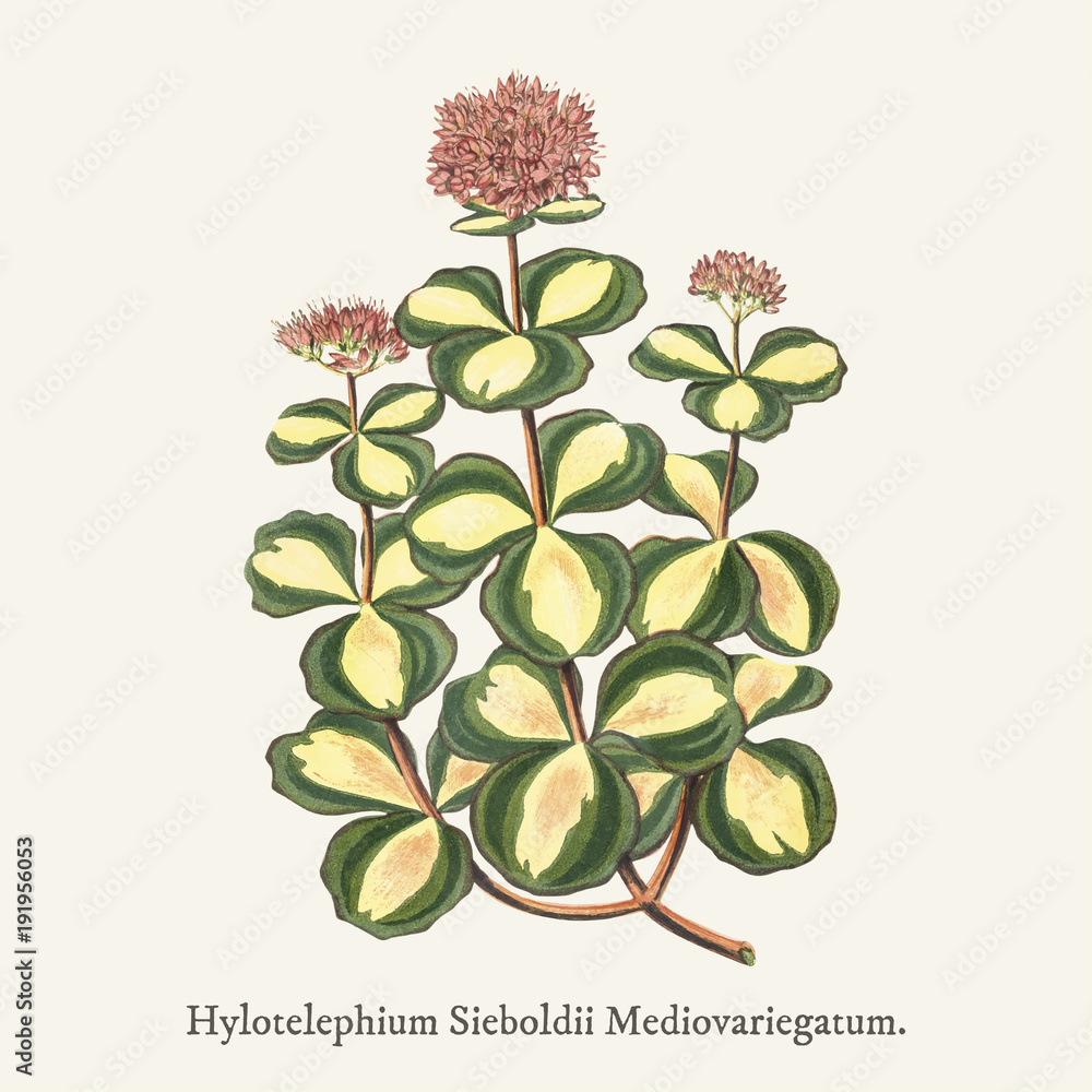 October stonecrop (Sedum sieboldii) found in (1825-1890) New and Rare Beautiful-Leaved Plant.