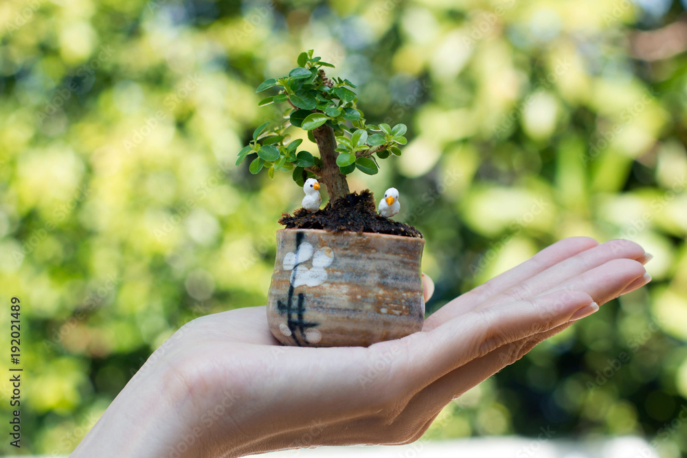 mini tree in the small pot decorate with bird doll place on hand, selective focus image