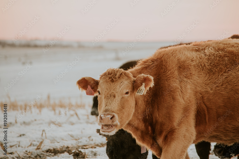 Light Brown Cow Looking