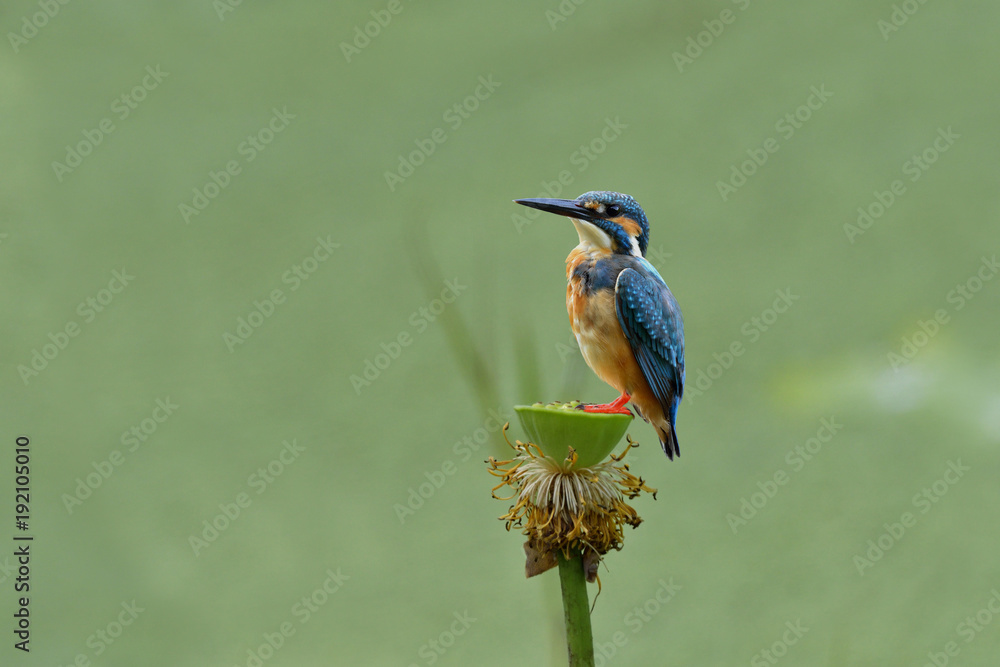 常见的翠鸟（Alcedo atthis）欧亚或河流翠鸟，可爱的蓝鸟静静地栖息在上面