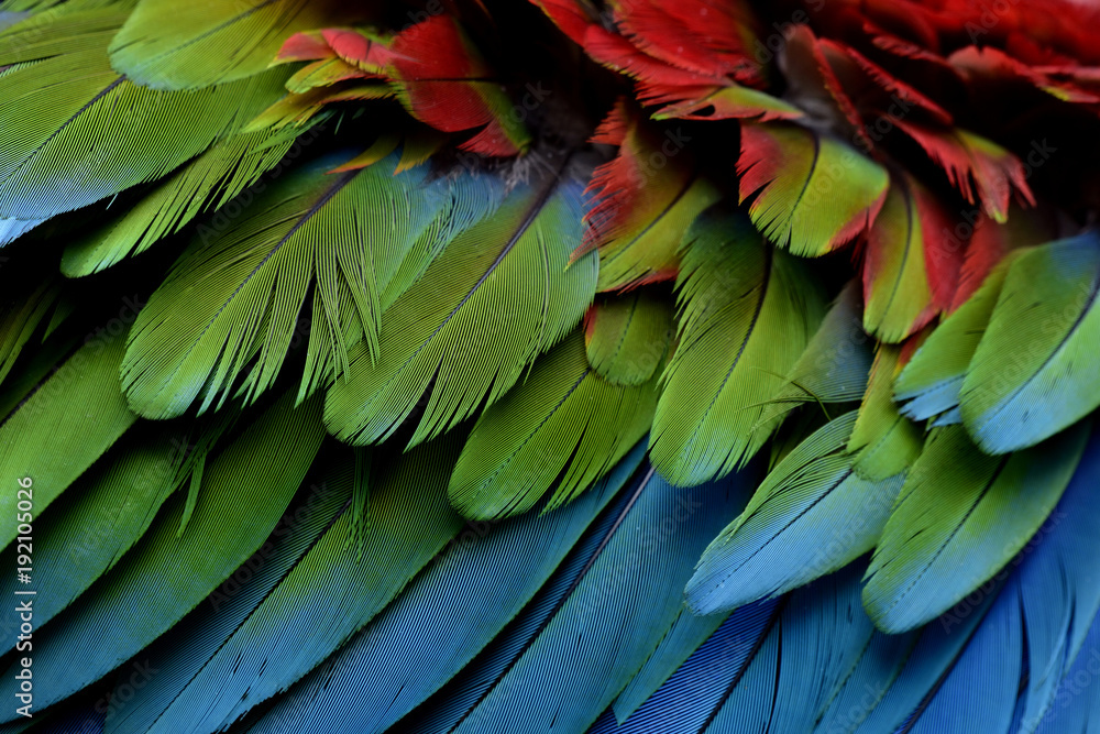 Fascinated blue green and red of Green-winged Macaw feathers in close up, exotic texture and backgro