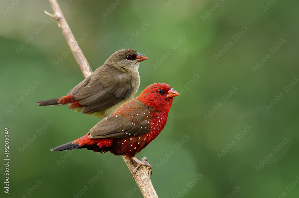 繁殖期s的红雀、munia或草莓雀（Amandava Amandava）的雌性和雄性