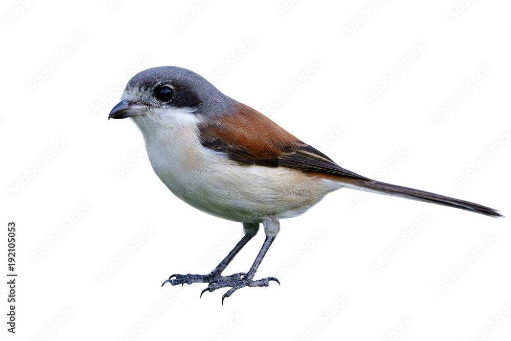 缅甸Shrike（Lanius collorioides）雌性红背白腹灰头鸟完全站立