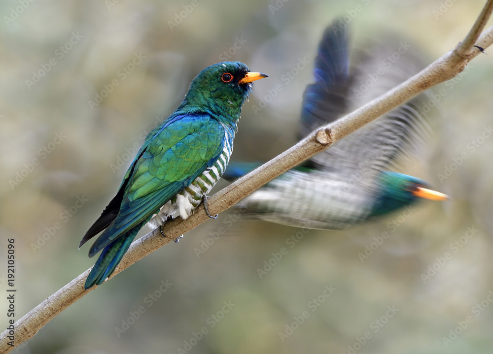 亚洲祖母绿杜鹃（Chrysococcyx maculatus）雄性超级天鹅绒绿色鸟，腹部有条纹。