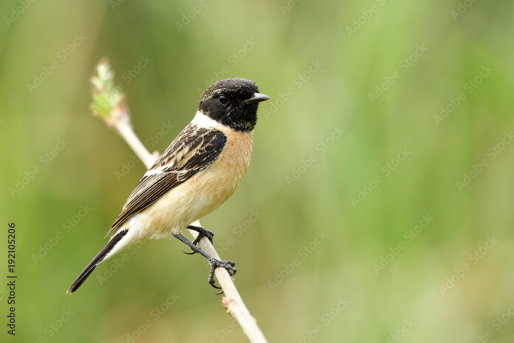 西伯利亚或亚洲石斑鸟（Saxicola maurus）栖息在木制sti上的黑色头细长棕色鸟