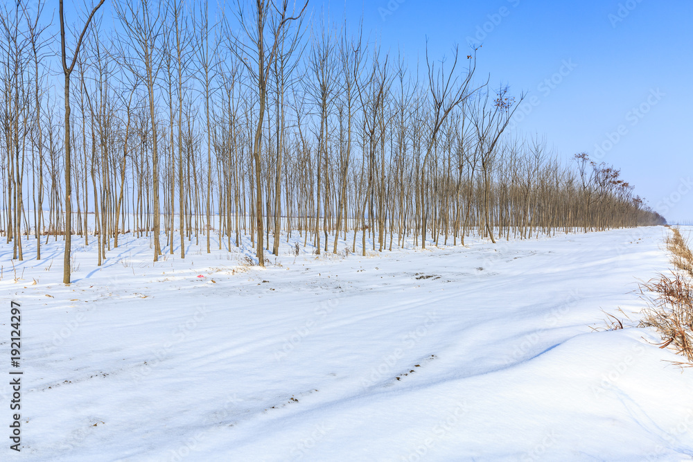 被雪覆盖的乡村土路，森林，冬天