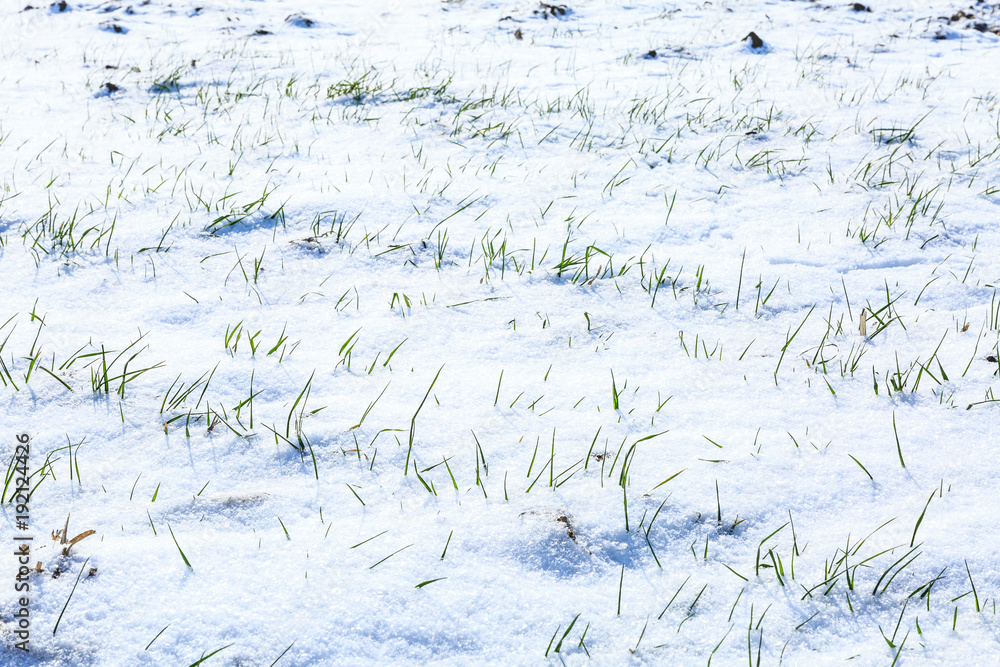 冬有麦苗、白雪皑皑的农田