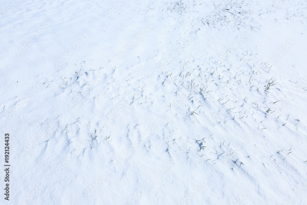 farmland with wheat seedlings and white snow in winter