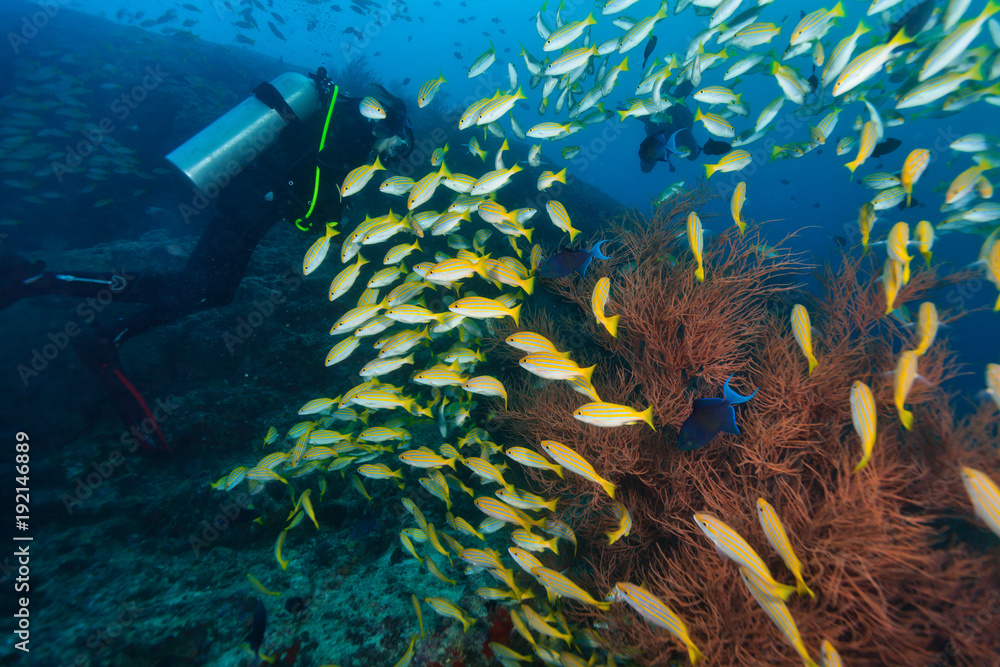 Young woman scuba diver exploring coral reef