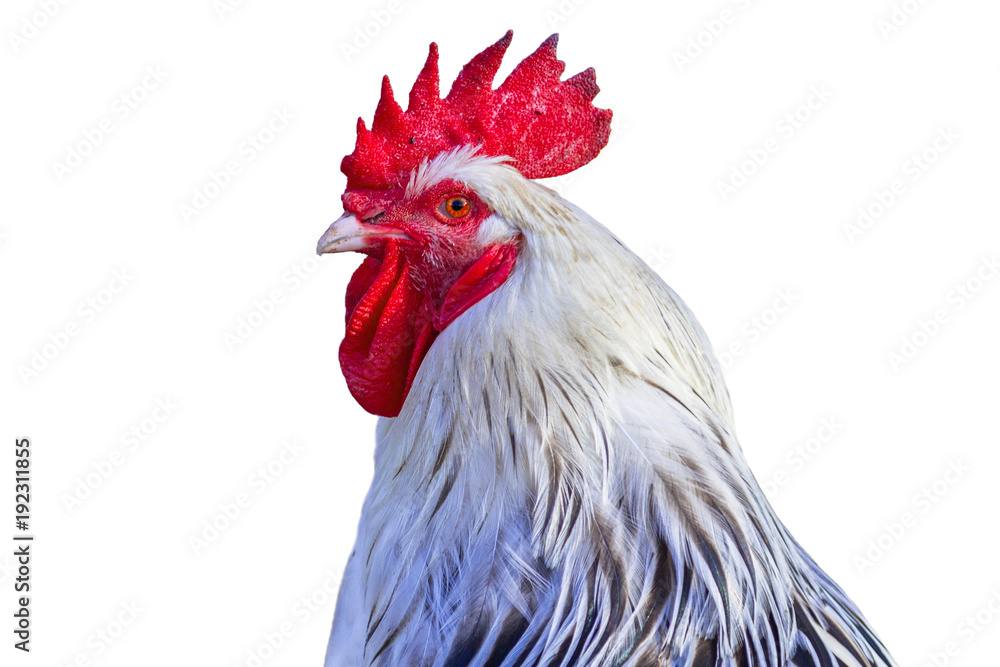 Rooster isolated over white background