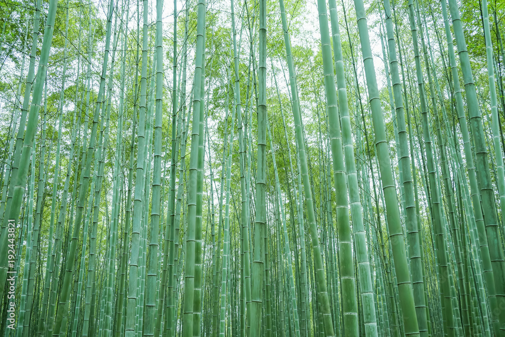 Bamboo and bamboo forest