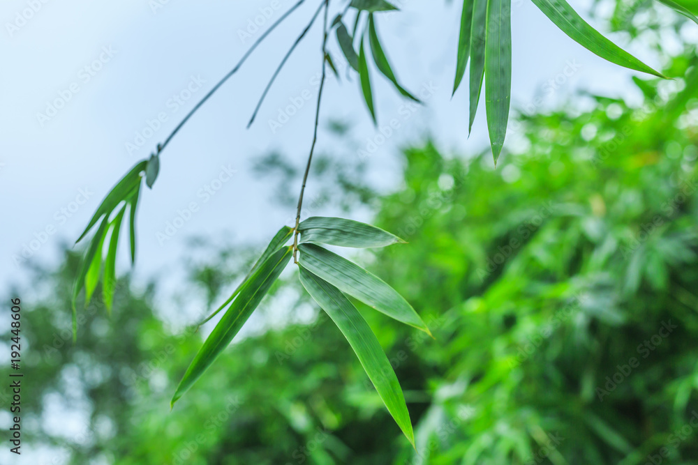 竹与竹林