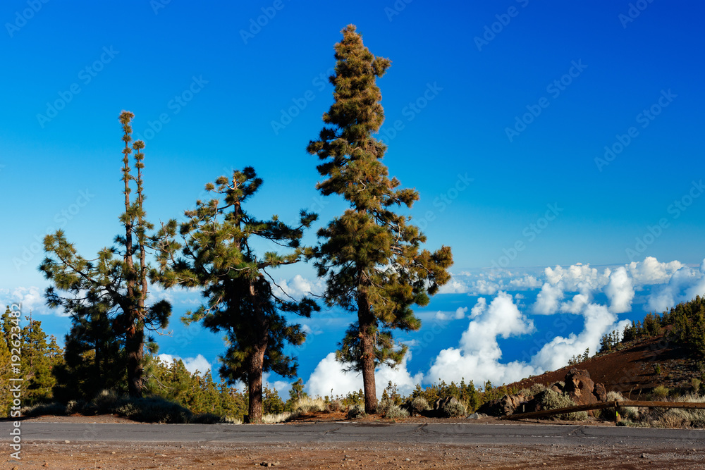 Krajobraz pod wulkanem Teide, Teneryfa, Wyspy Kanaryjskie