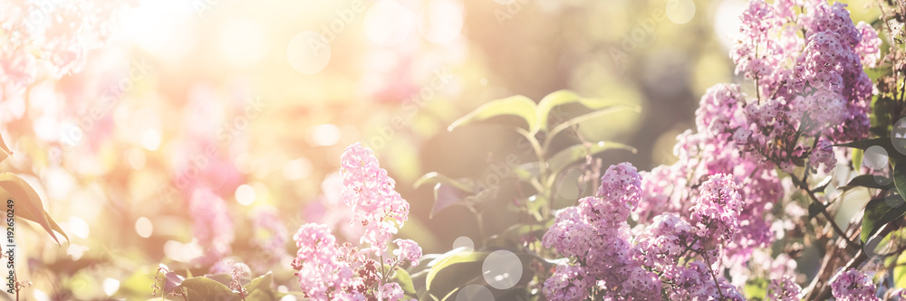 丁香花春天开花，阳光明媚的日子背景